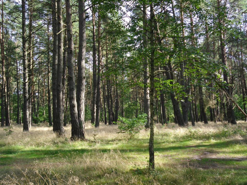 Kastavengrund - Ferienhaeuser Mit Kamin Lychen Esterno foto
